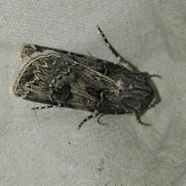 Agrotis bigramma - kétjegyű földibagoly