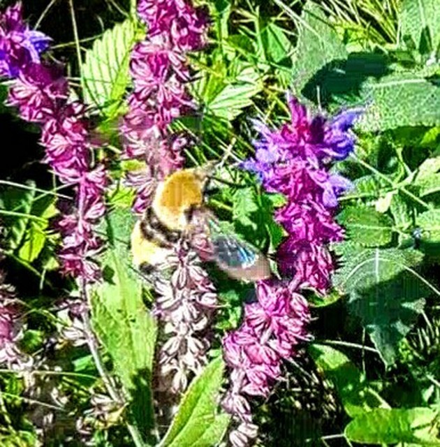 Hemaris tityus - pöszörszender Hemaris tityus - pöszörszender