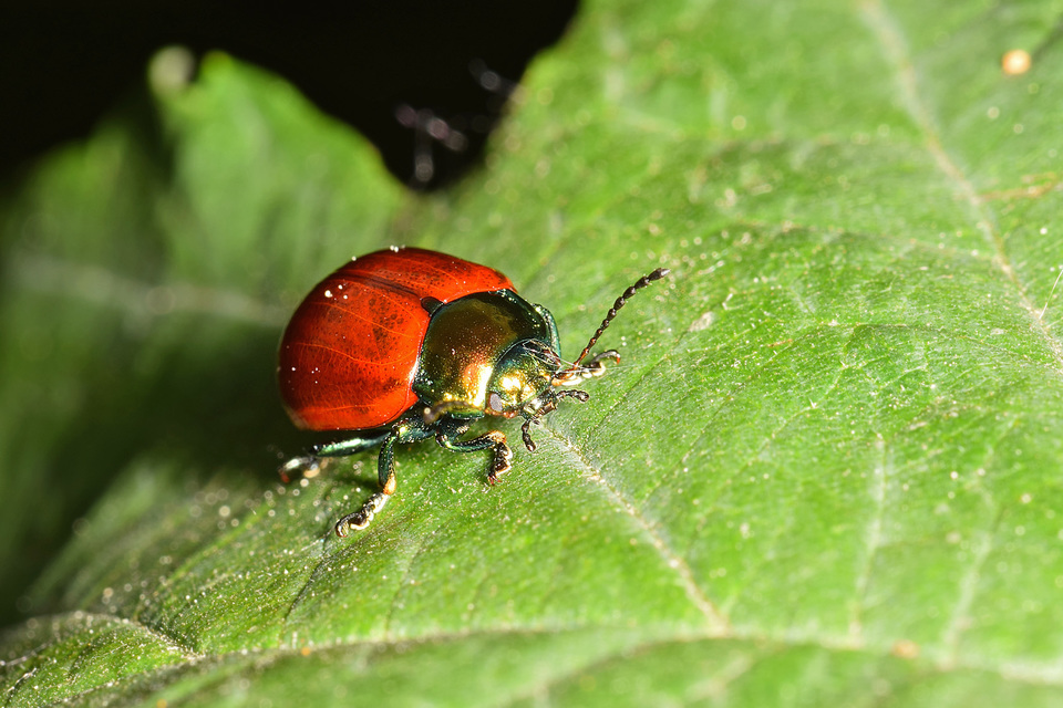 Chrysolina polita - réti mentalevelész