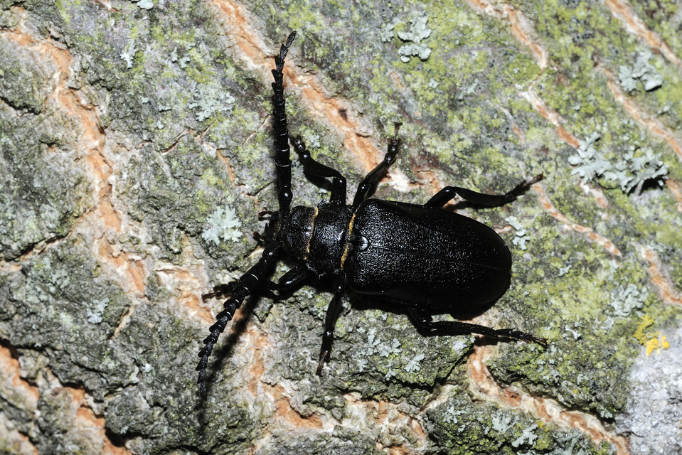 Prionus coriarius - csőszcincér