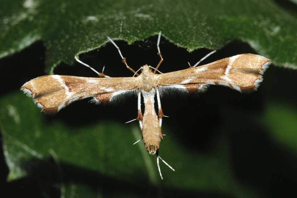 Cnaemidophorus rhododactyla - rózsabogyó-tollasmoly