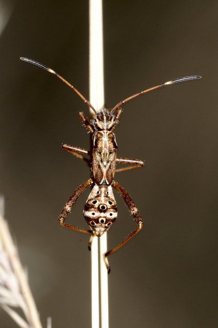 Camptopus lateralis - görbelábú karimáspoloska
