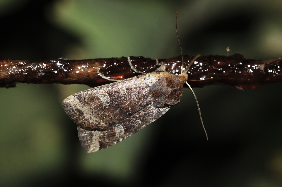 Conistra erythrocephala - vörösfejű őszibagoly