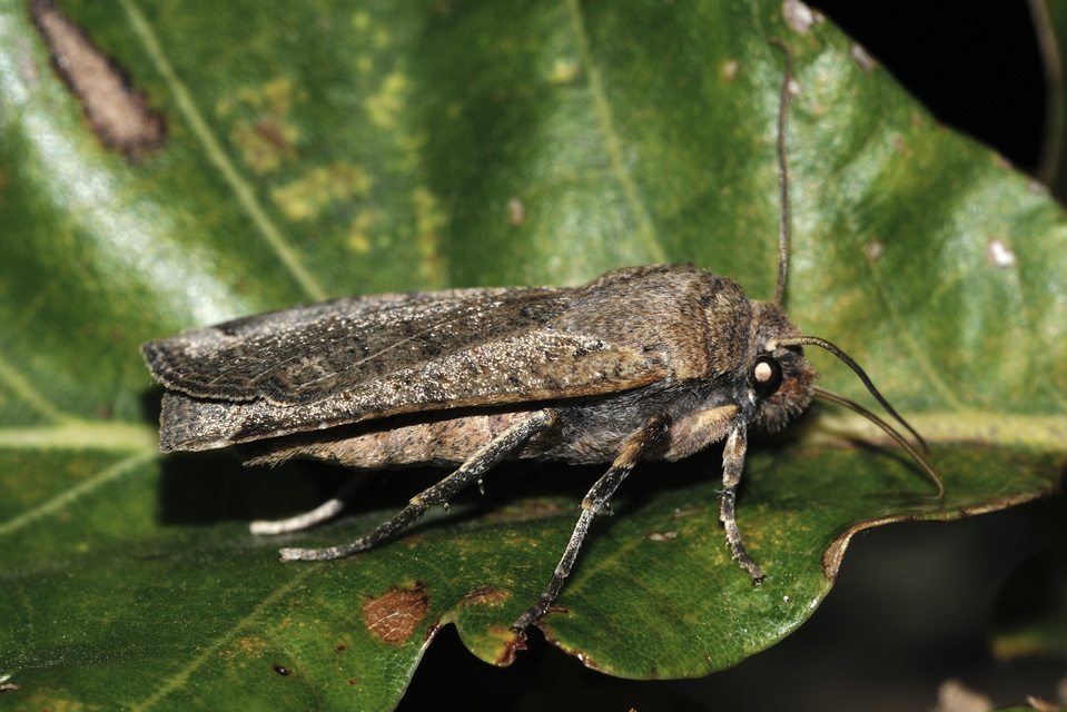 Conistra veronicae - veronika-őszibagoly