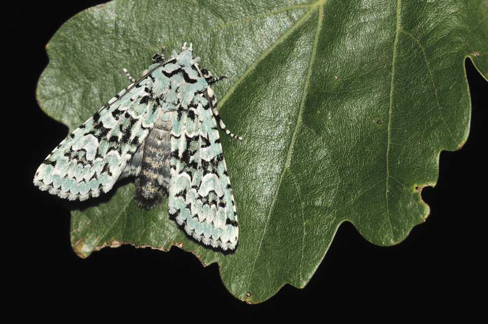 Griposia aprilina - őszi zöldbagoly
