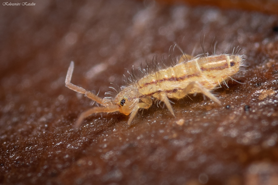 Orchesella