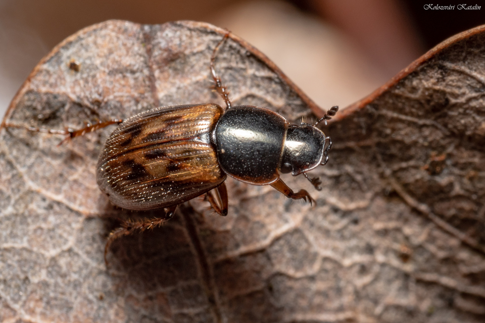 Aphodius obliteratus - sötétjegyű trágyabogár