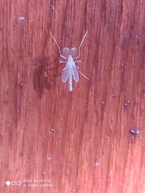 Chironomidae - árvaszúnyogok