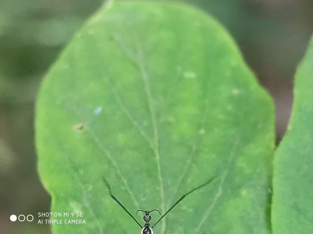 Ellipteroides lateralis