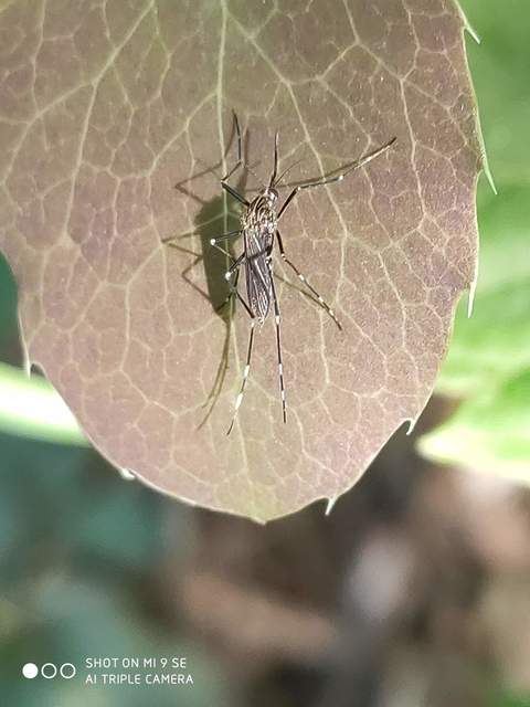 Aedes japonicus/koreicus