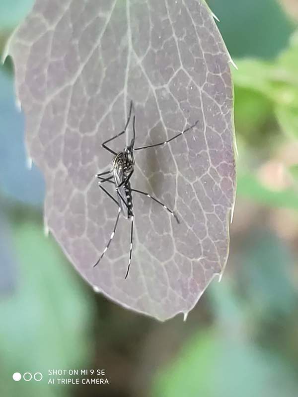 Aedes japonicus/koreicus