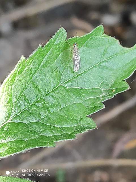 Dolichopodidae - szúnyoglábú legyek