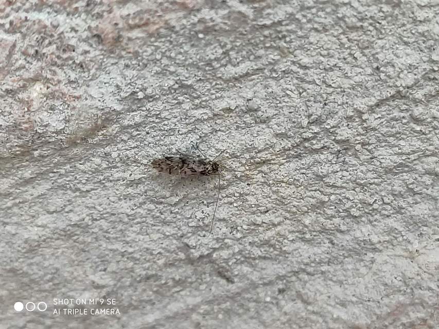 Psocoptera - Fürgetetvek