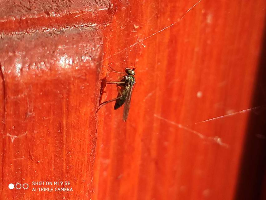 Dolichopodidae - szúnyoglábú legyek