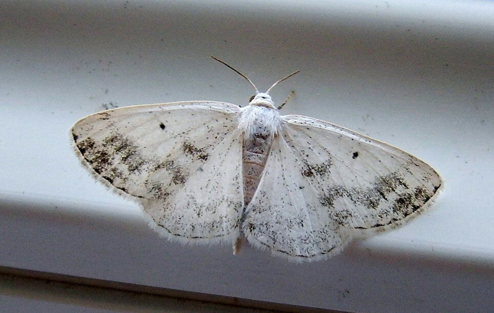 Lomographa temerata - foltos fehéraraszoló