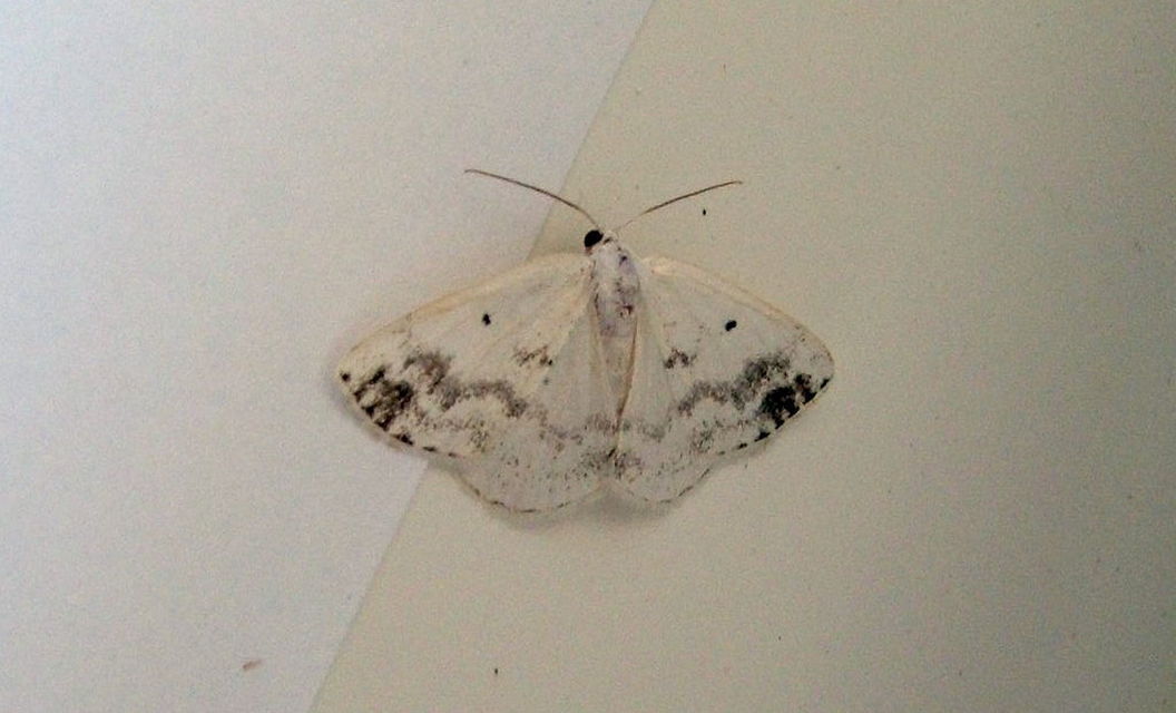 Lomographa temerata - foltos fehéraraszoló