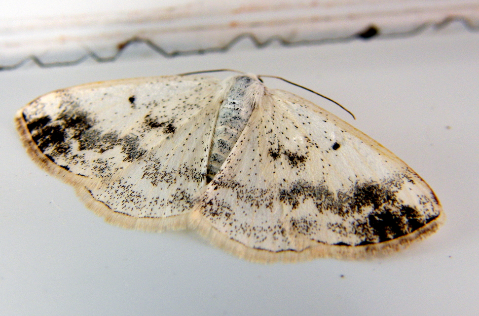 Lomographa temerata - foltos fehéraraszoló