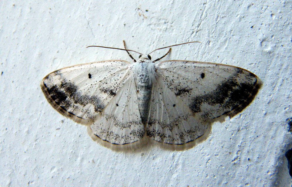 Lomographa temerata - foltos fehéraraszoló