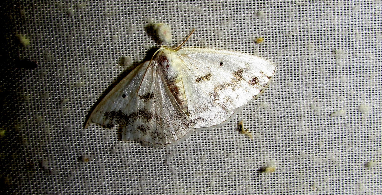 Lomographa temerata - foltos fehéraraszoló