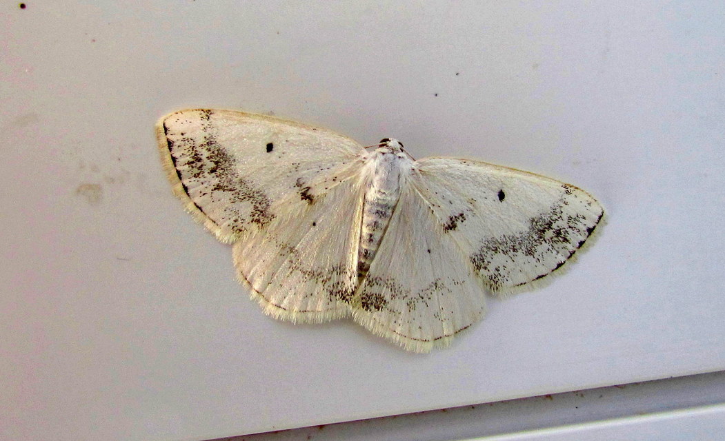 Lomographa temerata - foltos fehéraraszoló
