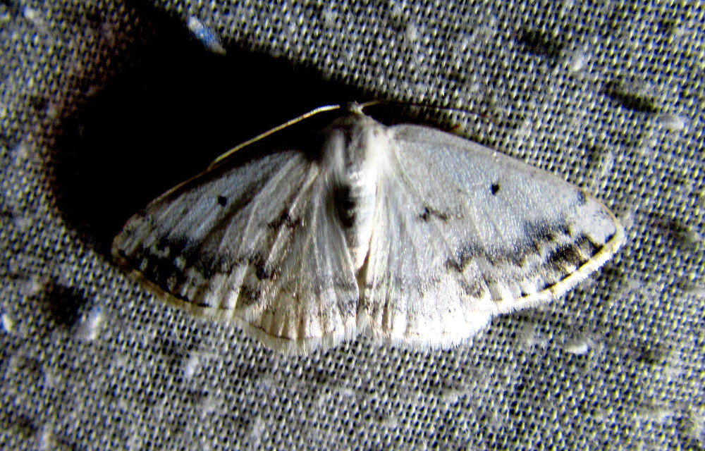Lomographa temerata - foltos fehéraraszoló