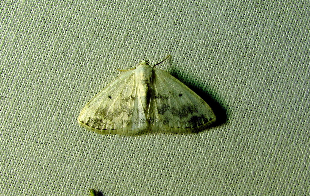 Lomographa temerata - foltos fehéraraszoló