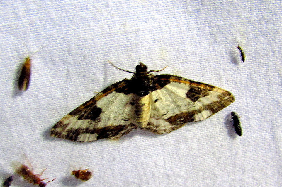 Melanthia procellata - hullámos tarkaaraszoló