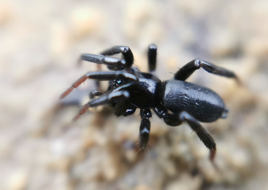 Drassyllus pusillus