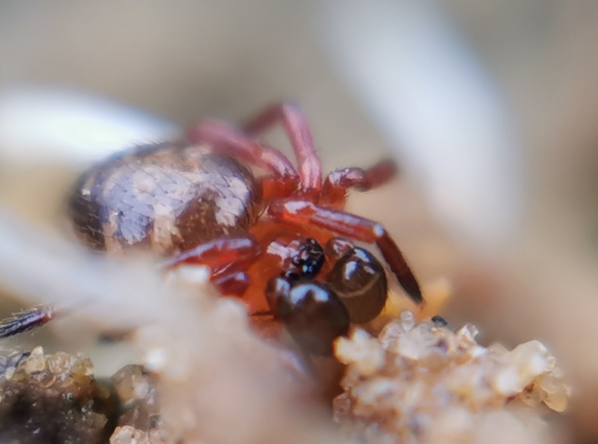 Euryopis flavomaculata