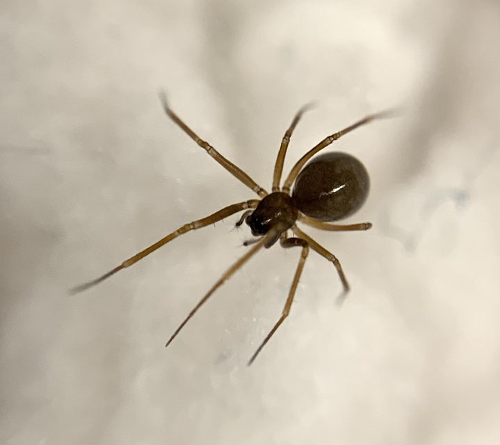 Diplostyla concolor - egyszínű vitorlapók