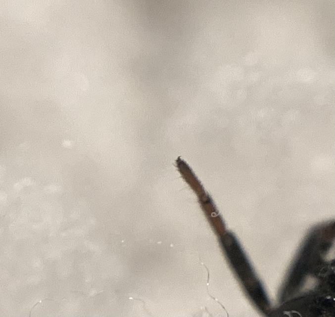 Drassyllus pusillus