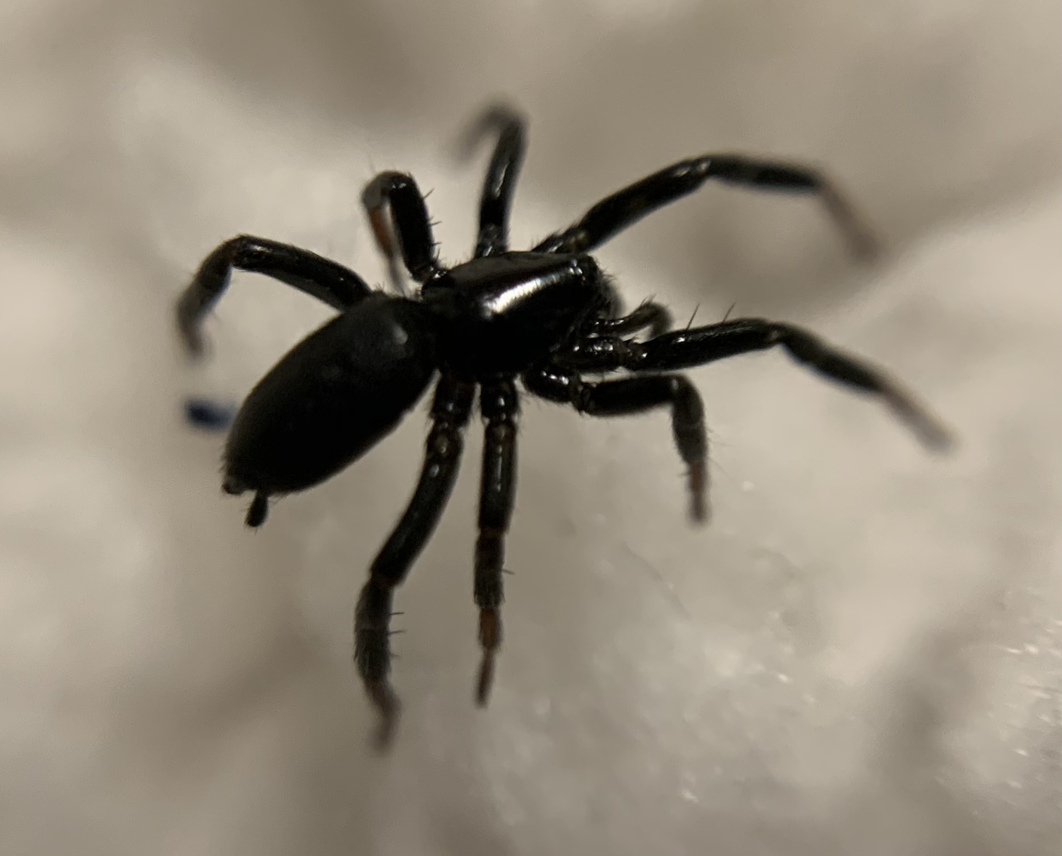 Drassyllus pusillus