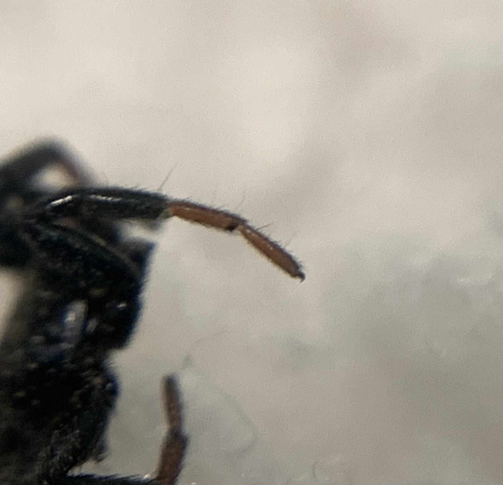 Drassyllus pusillus