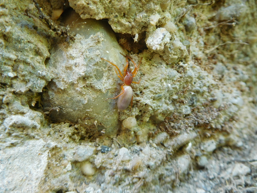Dysderidae - fojtópókok