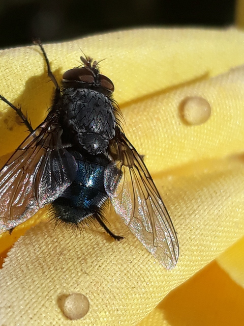 Calliphora vicina - kék dongólégy