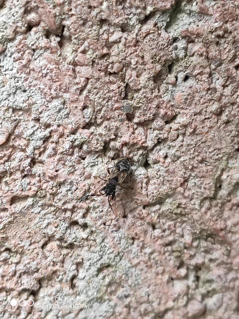 Scolopostethus