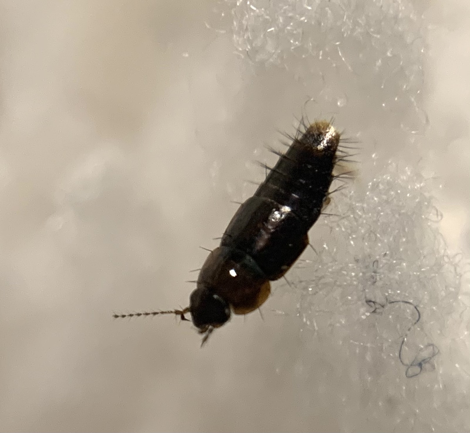 Habrocerus capillaricornis - közönséges sörtecsápúholyva