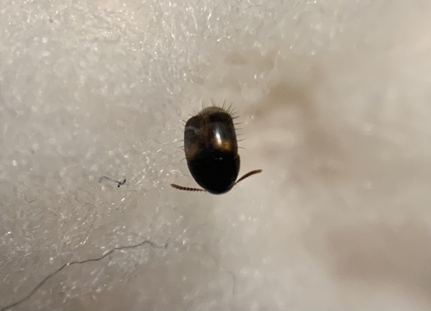 Sepedophilus bipunctatus - soksertéjű pihésholyva Sepedophilus bipunctatus - soksertéjű pihésholyva