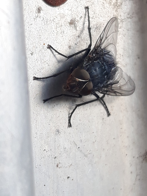 Calliphora vicina - kék dongólégy