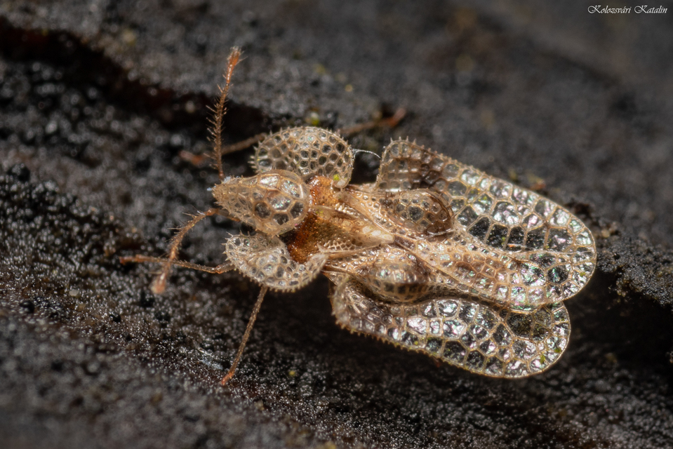 Corythucha arcuata - tölgy-csipkéspoloska