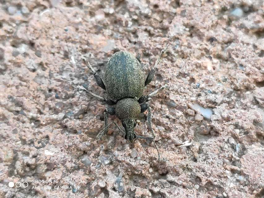 Otiorhynchus ligustici - vincellér-gyalogormányos