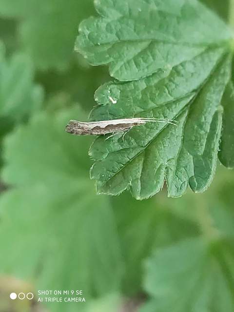 Plutella xylostella - káposztamoly
