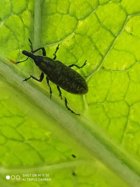 Lixus cardui - bogáncsfúró dudvabarkó