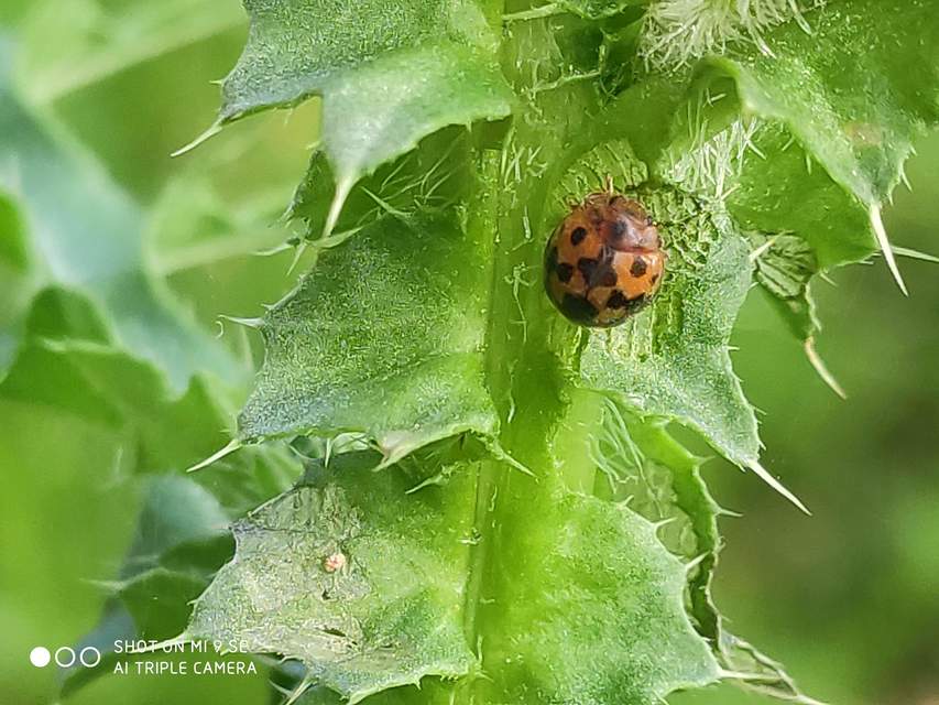 Subcoccinella vigintiquatuorpunctata - lucernaböde