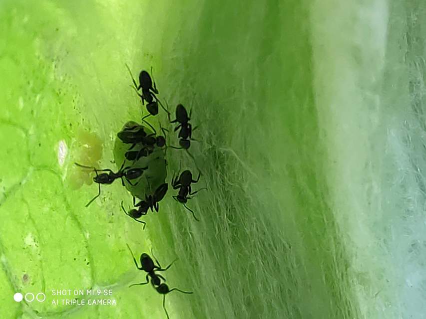 Tettigometridae - bőröskabócák