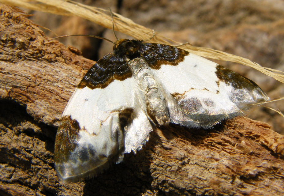 Mesoleuca albicillata - tarka fűzfaaraszoló