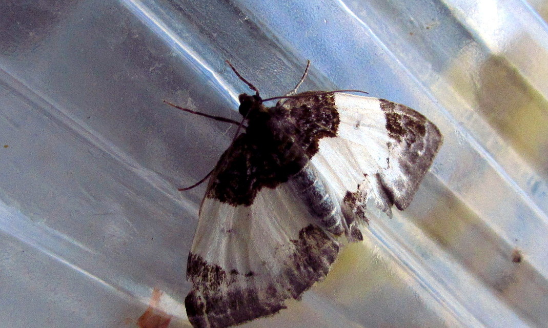 Mesoleuca albicillata - tarka fűzfaaraszoló
