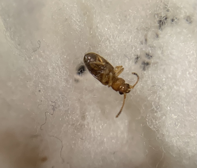 Psammoecus bipunctatus - kétpettyes fogasnyakú-lapbogár