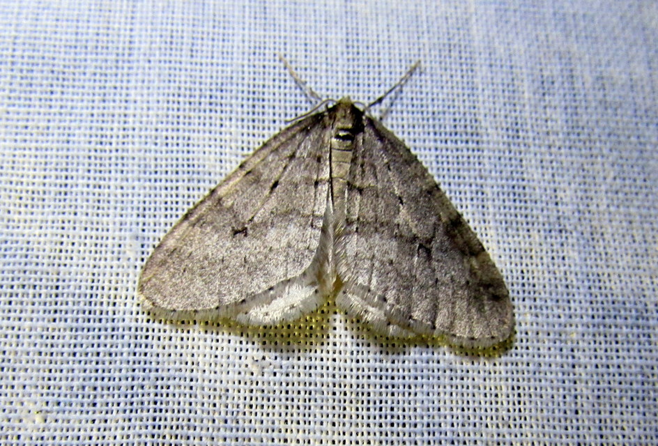 Operophtera brumata - kis téliaraszoló