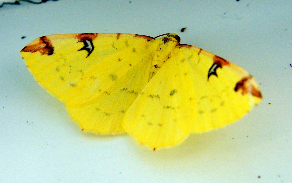 Opisthograptis luteolata - citromsárga araszoló